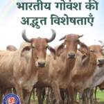 importance of Indian desi cow