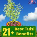 21 Best Tulsi Benefits for physical and mental health
