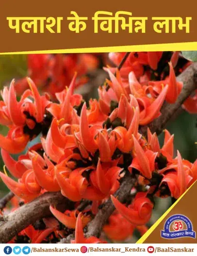 Palash Flowers Tree: Health Benefits, Medicinal uses in Hindi