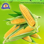 Corn Makka Health Benefits